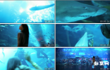 海洋馆海底世界 视频素材