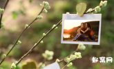 唯美春天树枝上悬挂的照片AE模板 春季照片相册 婚礼相册