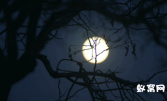 实拍月亮升起03 实拍视频 月亮 明月 唯美 大气 特写 月亮视