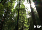  深入丛林系列视频素材原始森林 实拍视频素材