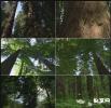 原始深林大树实拍视频素材包