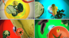 燃烧吧蔬菜 水果 广告影视视频背景素材