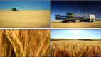 农业素材收割金黄色的麦田麦子宣传视频素材