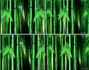 竹子 竹林 LED视频 背景素材