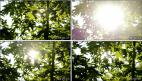实拍明媚阳光穿过树叶 夏天 清新树叶 视频素材