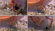 帝王虾 海底实拍 海洋世界 海鲜 视频素材