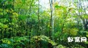 SP12 茂盛树木自然景象镜头高清视频实拍