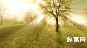 sp11阳光射线树木光束照射大自然高清视频拍摄