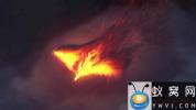 AE模板-火焰凤凰飞翔Logo动画 The Pheonix Fire Reveal